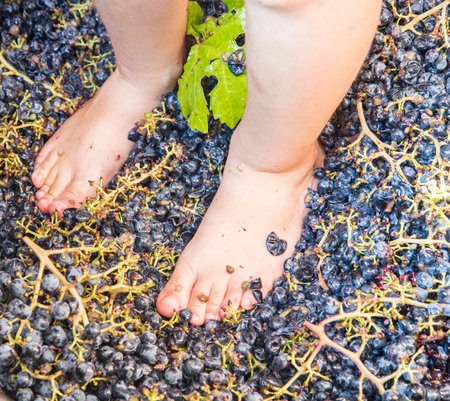 crushing grapes with their feetの写真素材