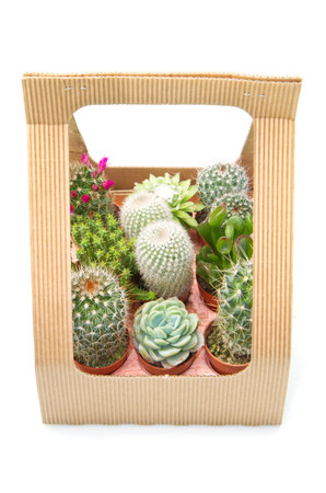 Group of various succulents in potsの写真素材