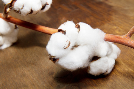 cotton isolated on wooden backgroundの写真素材