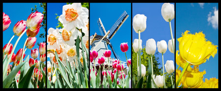 photo collage of Dutch tulips and flowersの写真素材