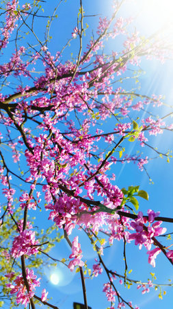 Pink Flower Blossoms In Spring