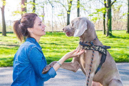 girl at the park with dog weimaranerの写真素材