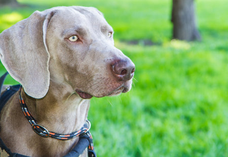 weimaraner's dog in the parkの写真素材