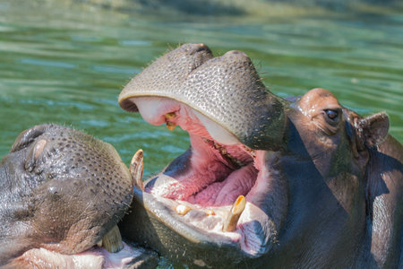 Hippos fighting in the waterの写真素材