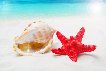 Summer background with white sand, starfish and shellsの写真素材