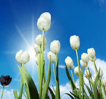 a tulip field in a sunny daysの写真素材