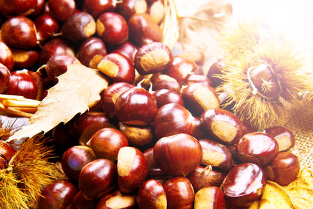 group of fresh chestnutsの写真素材
