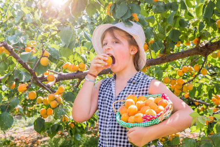 Pretty, young girl is  harvest apricots in a summer beautiful dayの写真素材