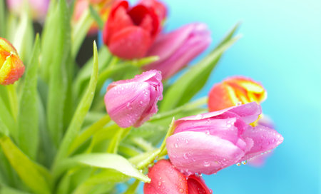 water drops on colored bouquet of fresh tulipの写真素材