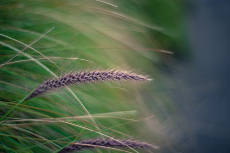 Tall grassの写真素材