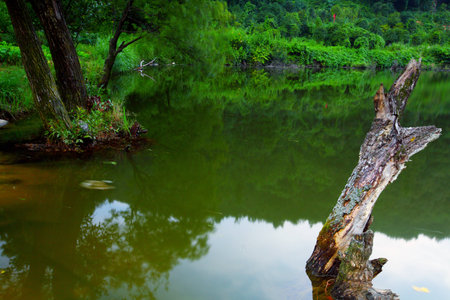 Dead treeの写真素材