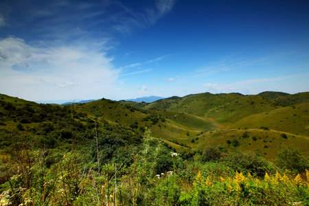 Alpine meadowsの写真素材