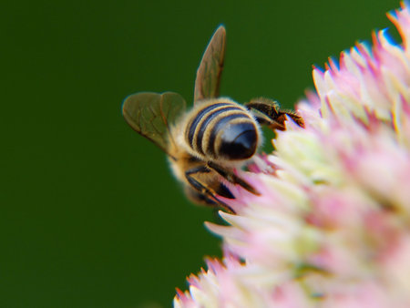 bee on a flower