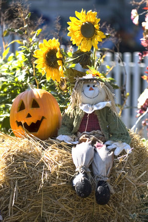 Halloween decoration with scarecrow, pumpkin and sunflowers.の写真素材