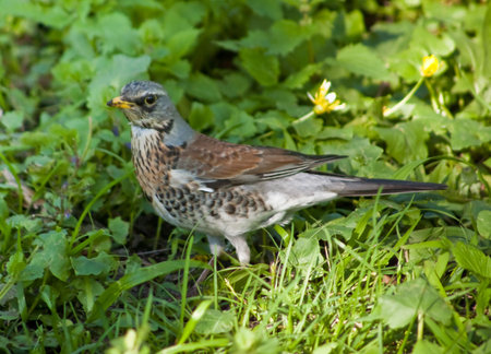 A Turdus pilaris on the green grassの写真素材