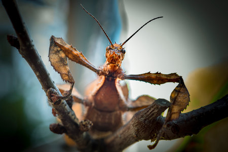 Leaf insect (Tiaratum Extatosome)の写真素材