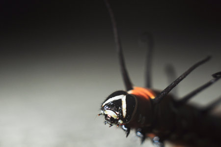 Caterpillar Macroの写真素材