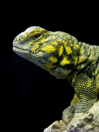 lizardの写真素材