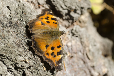 Ordinary urticaria (Latin Aglais urticae, or Nymphalis urticae) - diurnal of the family Nymphalidae, species of the genus Aglais.Epithet of the scientific name, urticae, derived from the word urtica (nettle) and due to the fact that the nettle - one of thの写真素材