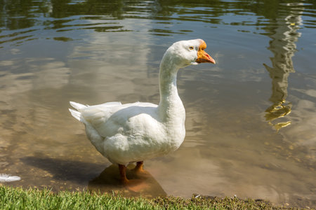 holmogorskoj goose breeds grazing near the shore pond on a sunny dayの写真素材