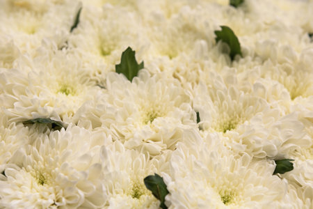 white chrysanthemumsの写真素材