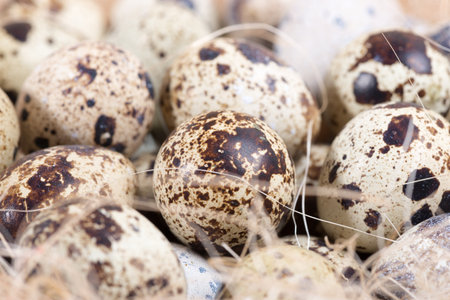 quail eggs lying in a wooden tableの写真素材