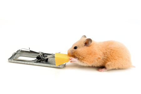 free money, like cheese is only in a mousetrapの写真素材