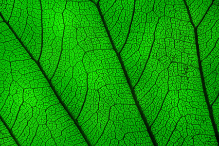 Leaf of the tree structure to the light