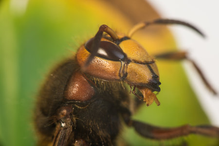 Hornet are insects, the largest eusocial waspsの写真素材