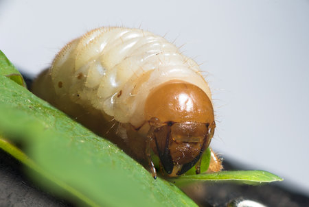 melolontha larva. The cockchafer (May bug) is a European beetle of the genus Melolontha