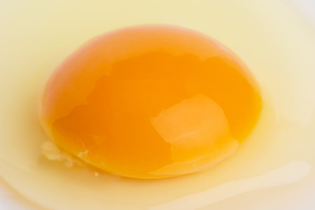 raw egg with a whole yolk on a white backgroundの写真素材