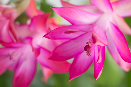 flowering cactus Schlumbergera or Christmas Cactus - bright pink blossomsの写真素材