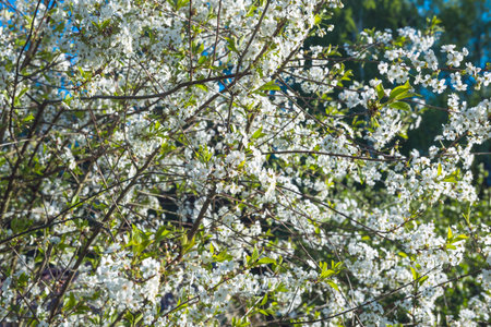 branches covered with white flowers of cherry