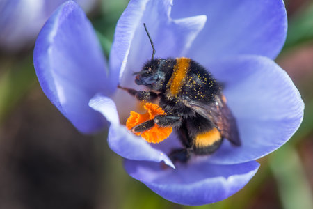 Bumblebee after hibernation collects pollen on the first flowers in the gardenの写真素材