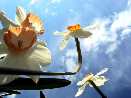 Floral photo - narcissusの写真素材