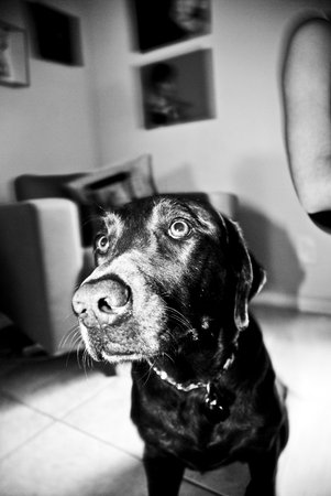 Dog with a Strange Look