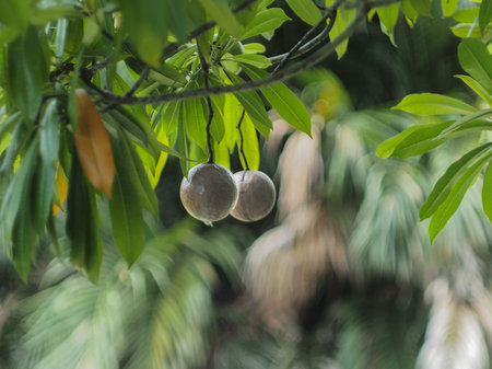 Double fruits hanging down from the branchesの写真素材