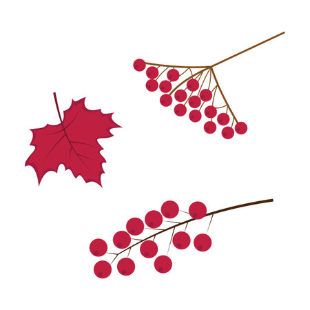 Set of red berries and leaves on a white background. Vector illustrationのイラスト素材