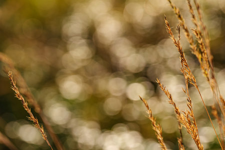 abstract natural background at sunset in the forest