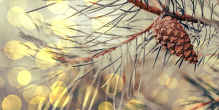 christmas background with pine branch and bokeh