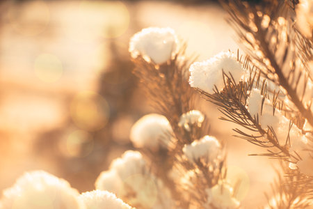 winter background with a snow-covered branch of a Christmas tree