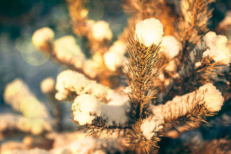 winter background with a snow-covered branch of a Christmas tree