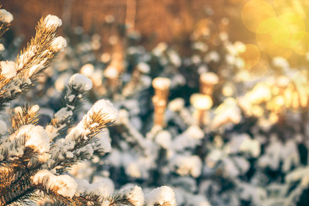 winter background with a snow-covered branch of a Christmas treeの写真素材