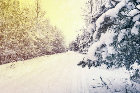 beautiful winter landscape with a snow-covered road in the forestの写真素材
