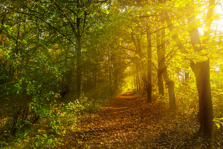 nature park with autumn foliage and treesの写真素材