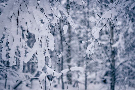 beautiful winter landscape in a snowy forestの写真素材