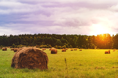 hay in the field, evening sunset, farmer's landscapeの写真素材