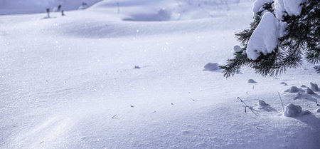 beautiful Christmas background with spruce branches and snow, winter forest