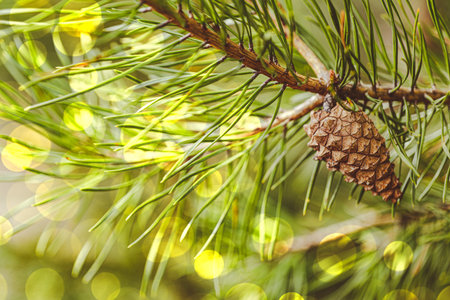 christmas background with pine branch and bokeh