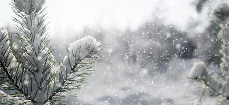 beautiful Christmas background with spruce branches and snow, winter forestの写真素材